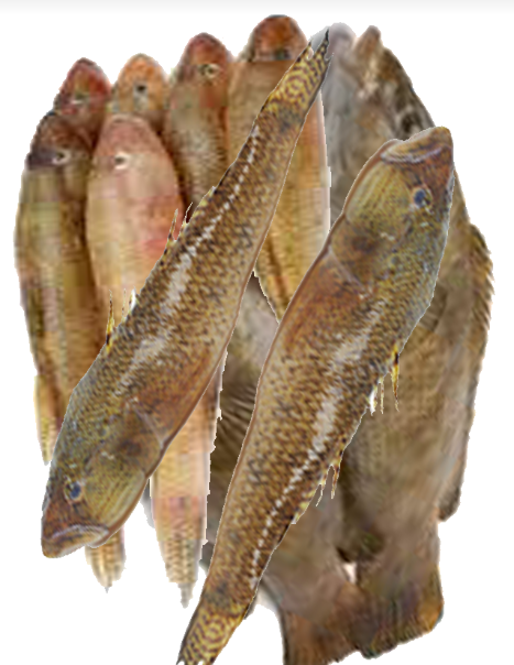 Baila 500gX12= 6kg